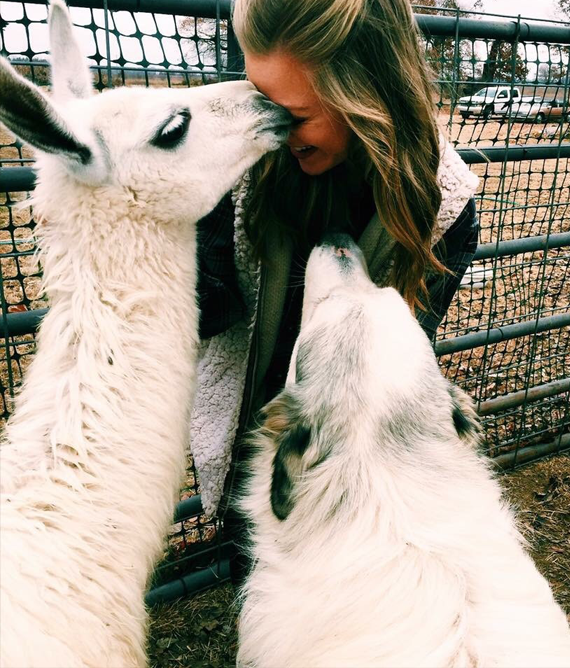 Alpaca and dog in the barnyard with woman