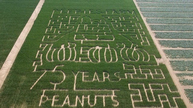 2024 Peanuts