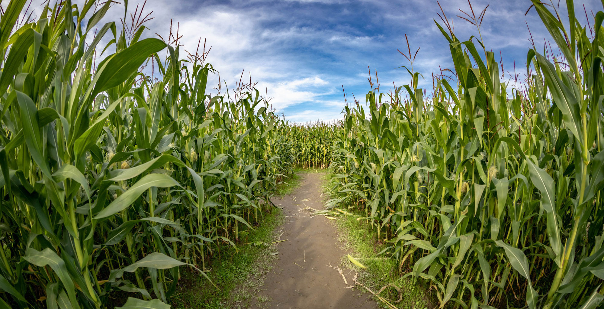 Corn Maze